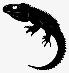 Tuatara Vector, HD Png Download, Free Download