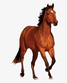 Brown Horse Clipart Hd - Horse Images Hd Png, Transparent Png, Free Download