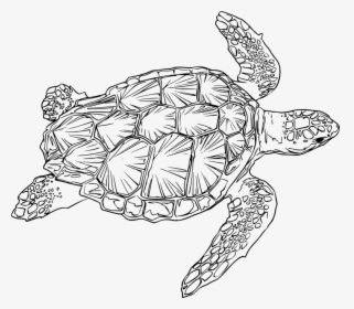 Turtle,line Art,reptile - Sea Turtle Line Drawing, HD Png Download, Free Download