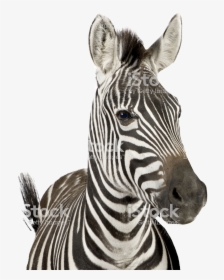 Zebra With Bubble Gum, HD Png Download, Free Download
