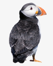Atlantic Puffin, HD Png Download, Free Download