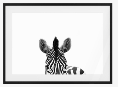 The Zebra Print - Picture Frame, HD Png Download, Free Download