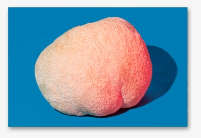 Postcard Lions Mane, HD Png Download, Free Download