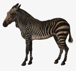 George Stubbs Zebra, HD Png Download, Free Download