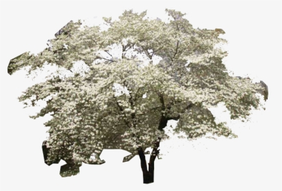 Dogwood Tree, HD Png Download, Free Download