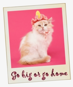 Go Big Or Go Home - British Longhair, HD Png Download, Free Download