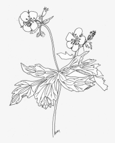 Line Art, HD Png Download, Free Download