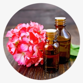 Geranium Png, Transparent Png, Free Download