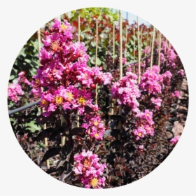 Lavender Lace Dd - Rosa Glauca, HD Png Download, Free Download