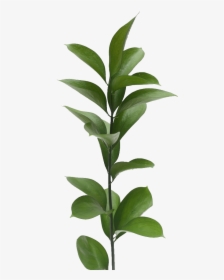Twig, HD Png Download, Free Download