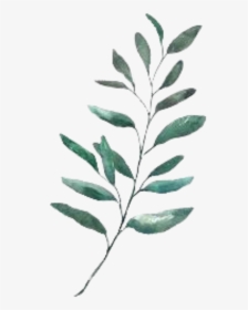 #leaf #watercolour #green #plant - Watercolor Leaves Illustration, HD Png Download, Free Download