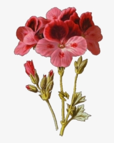 Illustration, HD Png Download, Free Download