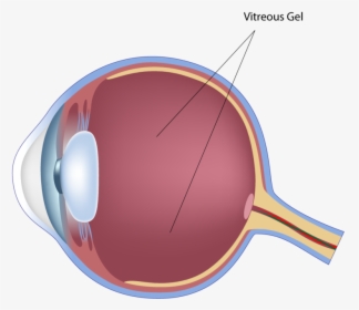 Adobestock 250441678 Preview Vitreous Cavity Final - Peripheral And Central Retina, HD Png Download, Free Download