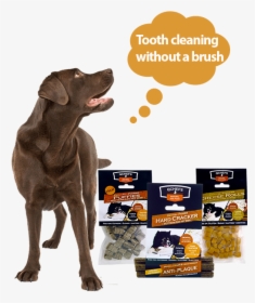 Dog, HD Png Download, Free Download