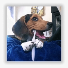 Dogs Brushing Teeth - Beagle, HD Png Download, Free Download