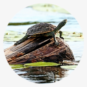 Turtles - Tortoise, HD Png Download, Free Download