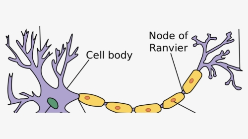 Parts Of The Neuron Labeled, HD Png Download, Free Download