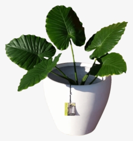 Indoor Plants Benefits Image - Flowerpot, HD Png Download, Free Download