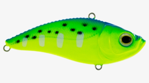 Pomacentridae, HD Png Download, Free Download