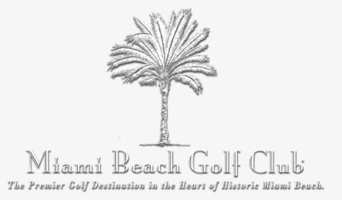 Miamibeachclub Logo Whitewshadow - Attalea Speciosa, HD Png Download, Free Download