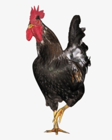 Cock Png - Chicken, Transparent Png, Free Download