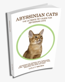 Abyssinian, HD Png Download, Free Download