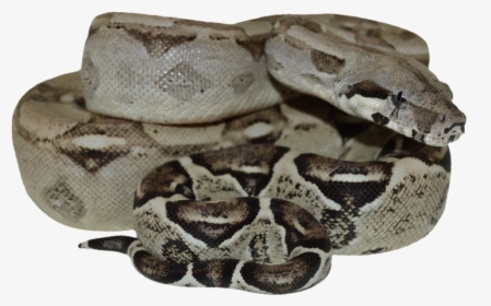 Burmese Python, HD Png Download, Free Download