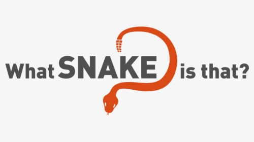 Whatsnakeisthat, HD Png Download, Free Download