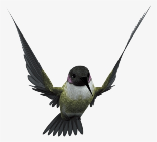 Hummingbird Flight Beak, HD Png Download, Free Download