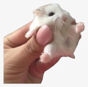 #cute #png #pngs #aesthetic #animal #rodent #hamster - Best Clean Memes Ever, Transparent Png, Free Download