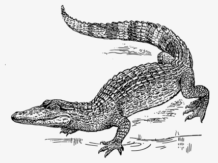 Crocodile Drawing Png, Transparent Png, Free Download