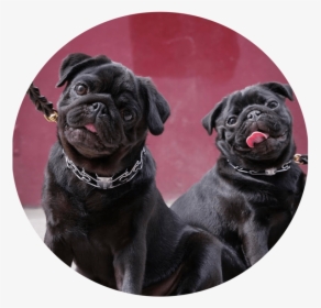 Pugs Png, Transparent Png, Free Download