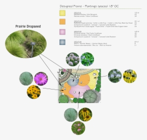 Transparent Tree Plan Png - Circle, Png Download, Free Download