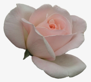 Rosa Flower Pink Petals Free Photo - Cor De Rosa Petalas Em Png, Transparent Png, Free Download