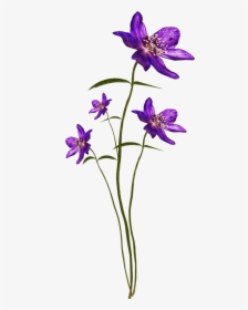 Bee Purplerain El144 - Lily Family, HD Png Download, Free Download