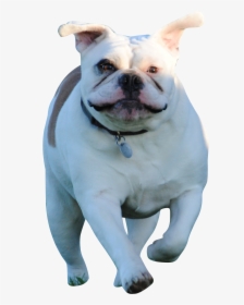 Running White Bull Dog - Toy Bulldog, HD Png Download, Free Download