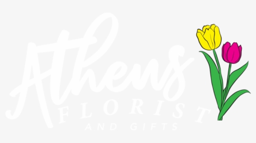 Athens Florist And Gifts - Lady Tulip, HD Png Download, Free Download