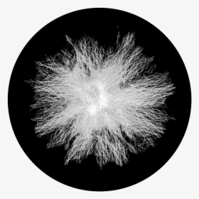 Apollo Static Dandelion - Fireworks, HD Png Download, Free Download