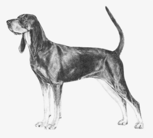Black And Tan Coonhound, HD Png Download, Free Download