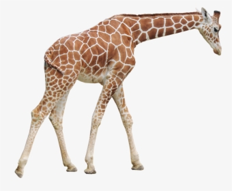 Giraffe Png Transparent Images, Pictures, Photos - Giraffe Png, Png Download, Free Download