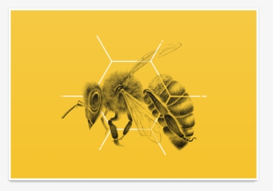 Poster Abelha Hexágono De Lu Bastosna - Honeybee, HD Png Download, Free Download