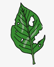 Slugs Leave Ragged Holes In Leaves, HD Png Download, Free Download