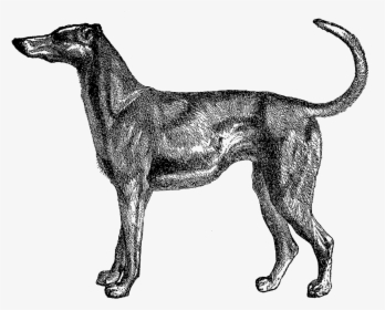 And, The Third Dog Image Is Of A Greyhound - Dog Old Illustration, HD Png Download, Free Download
