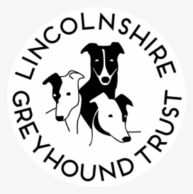 Greyhound Rehoming Services, Lincolnshire Greyhound - Lincolnshire Greyhound Trust, HD Png Download, Free Download
