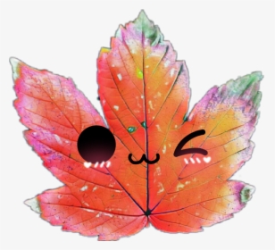 3 Lindo - Maple Leaf, HD Png Download, Free Download