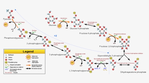 Metabolic Reactions, HD Png Download, Free Download