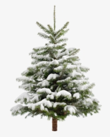 #arvoredenatal #arvore #pinheiro #tree #planta #neve - Snow Christmas Tree Png, Transparent Png, Free Download