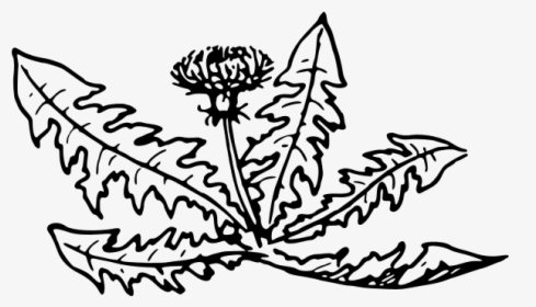 Dandelion-1574855073 - Free Dandelion Plant Line Drawing, HD Png Download, Free Download