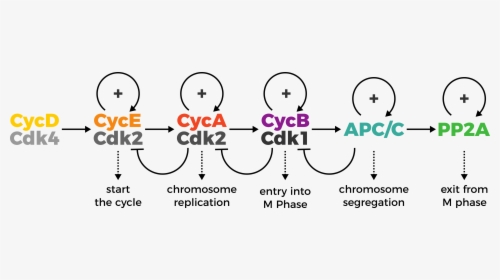 Control Of Human Cell Cycle, HD Png Download, Free Download