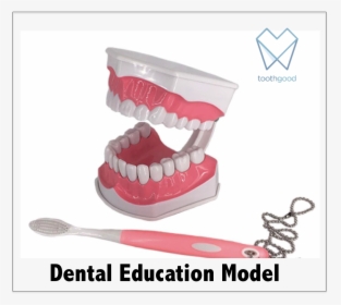 Dental Education Model, HD Png Download, Free Download